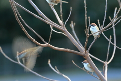 鳥納め②