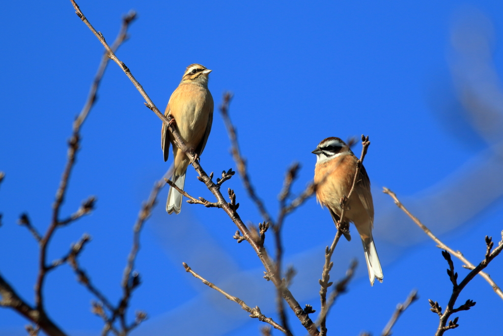 相方さん登場。