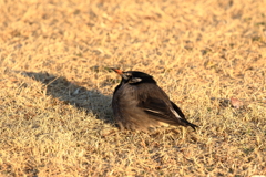 まん丸ムクドリさん。