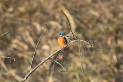 本日のカワセミさん。