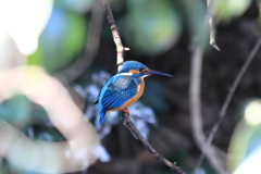 鳥納め①