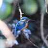 鳥納め①