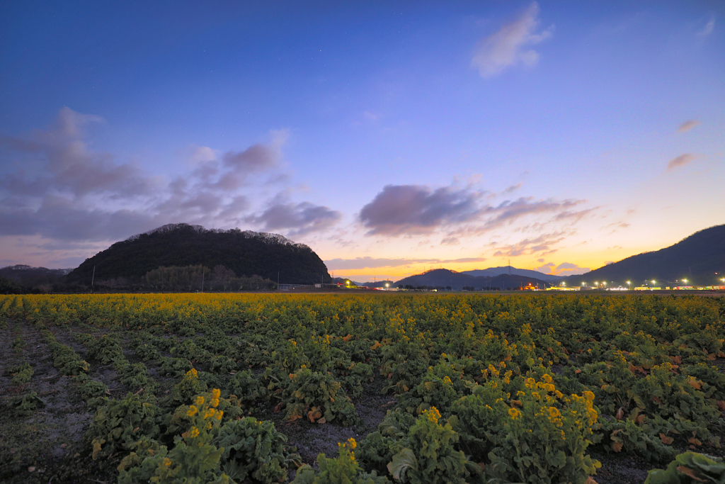 笠岡ベイファーム、菜の花畑の朝