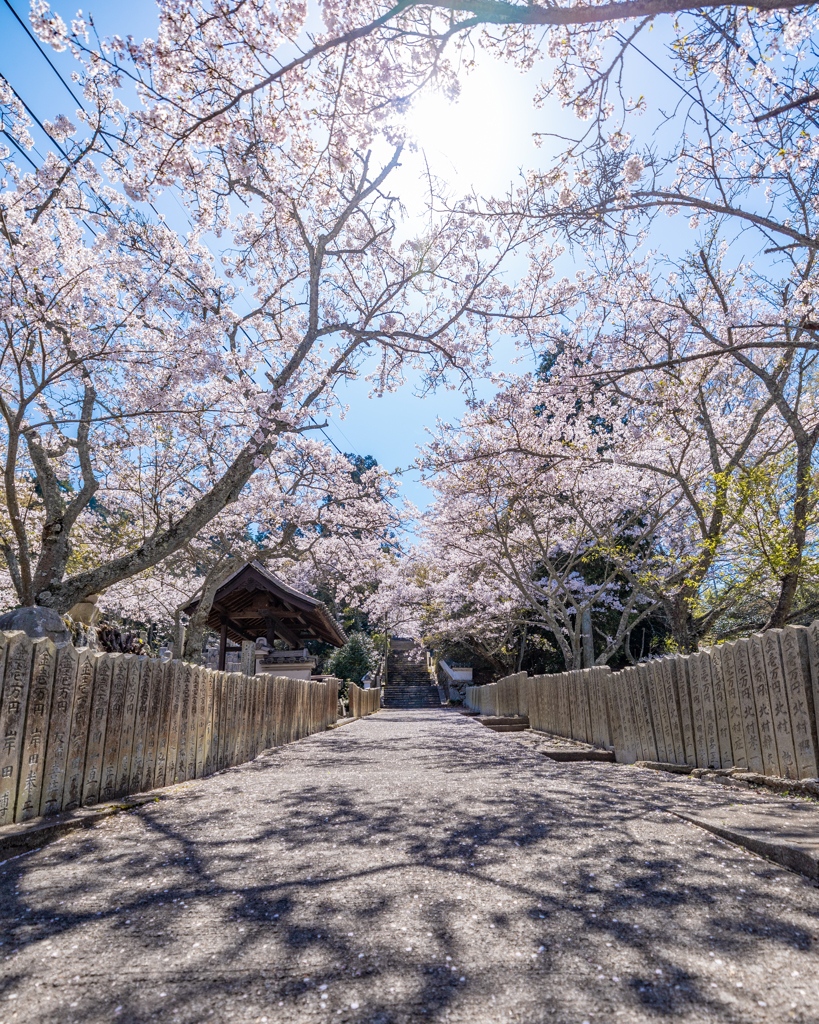 常国寺の桜