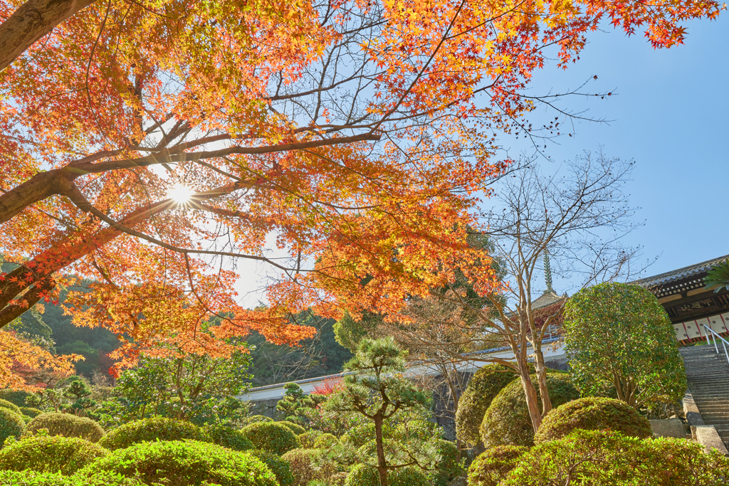 国宝明王院と紅葉