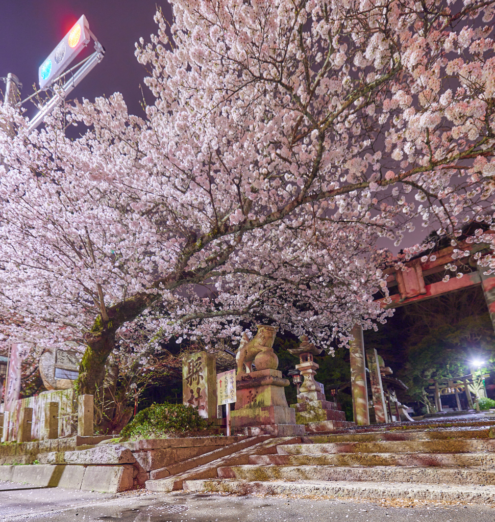 豊姫さんの夜桜