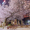 豊姫さんの夜桜