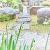 スノーフレークと日本庭園