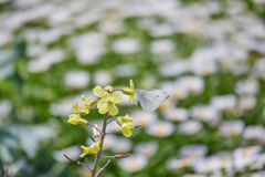 葉牡丹の花とモンシロチョウ