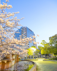 福山市役所と桜