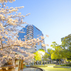 福山市役所と桜