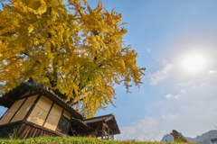 太陽と福山市指定樹木の紅葉