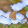 クロコノマチョウとネモフィラ
