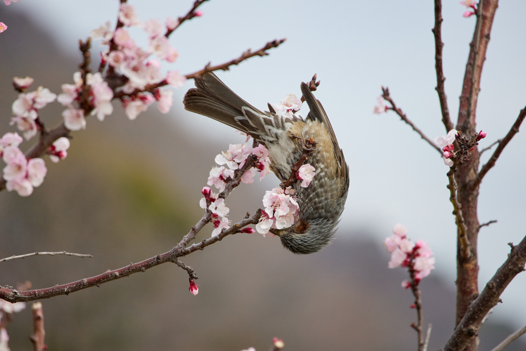 ヒヨドリの吸蜜