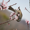 ヒヨドリの吸蜜