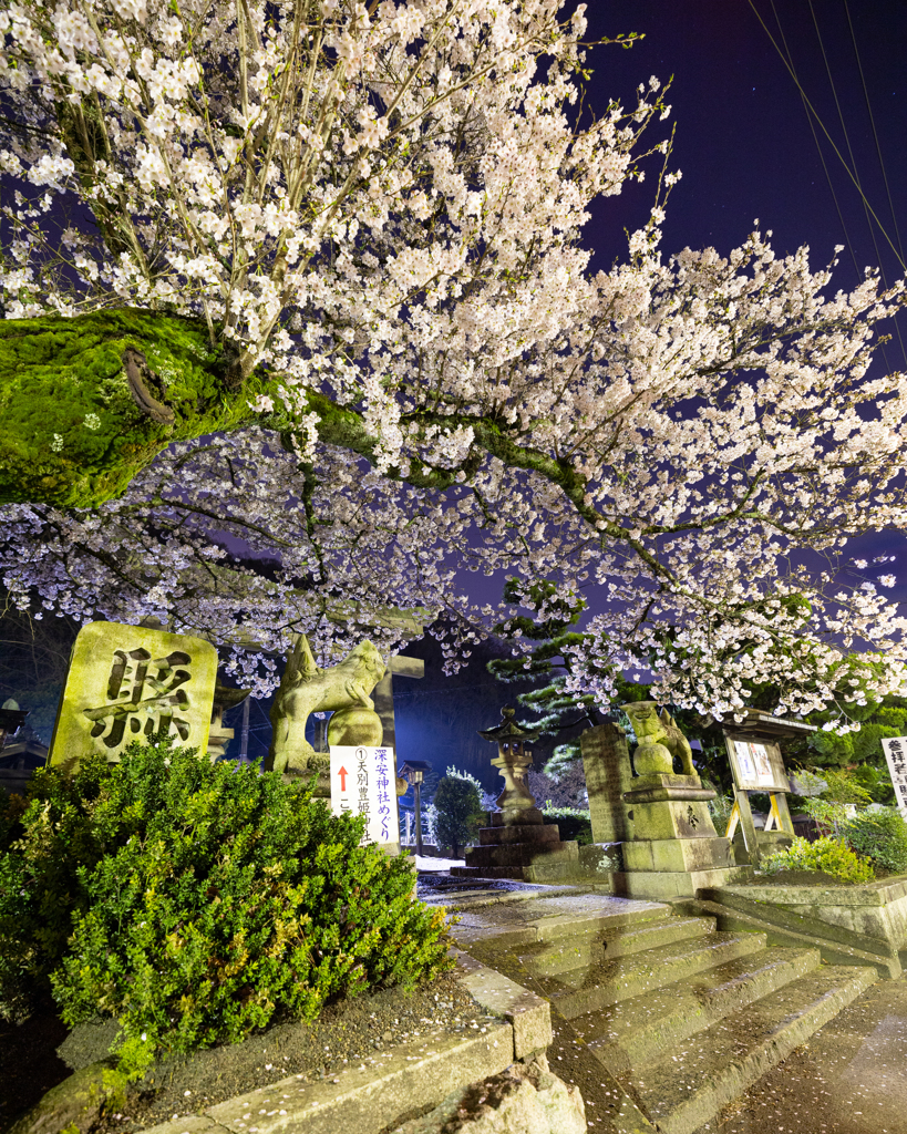 豊姫さんと桜