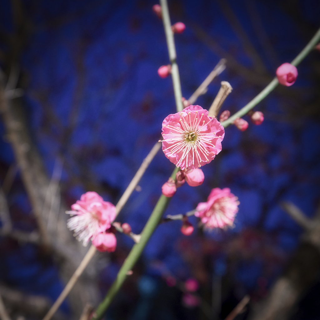 夜梅