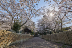 満開の桜のお寺道