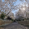 満開の桜のお寺道