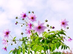 秋空に夏に咲く花のようで。