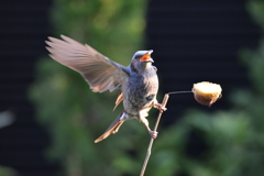 ヒヨのひよおどり