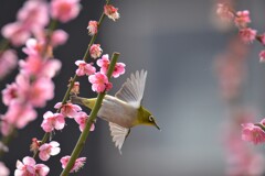 メジロの花から花へ