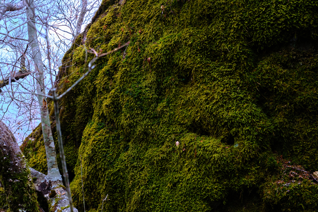 苔むした岩