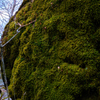 苔むした岩