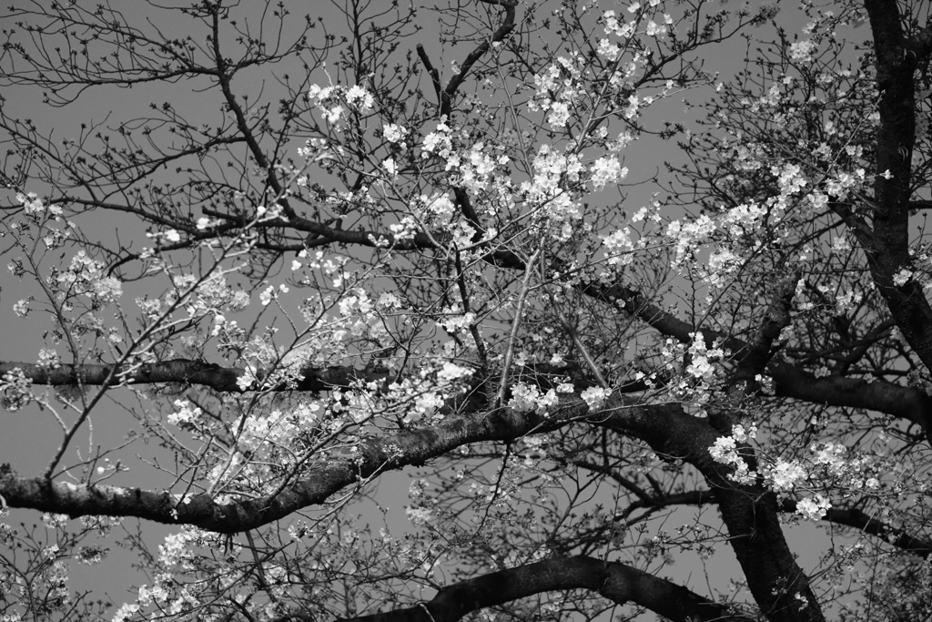 夜桜/Acros