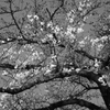 夜桜/Acros