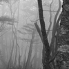 霧に包まれたブナ林