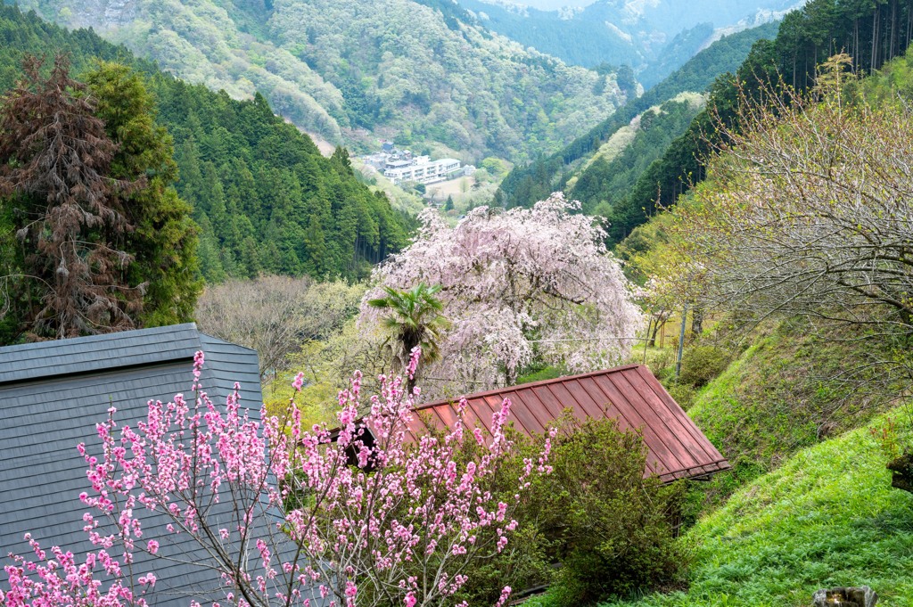 山村の遅い春