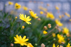 中学校前の花壇