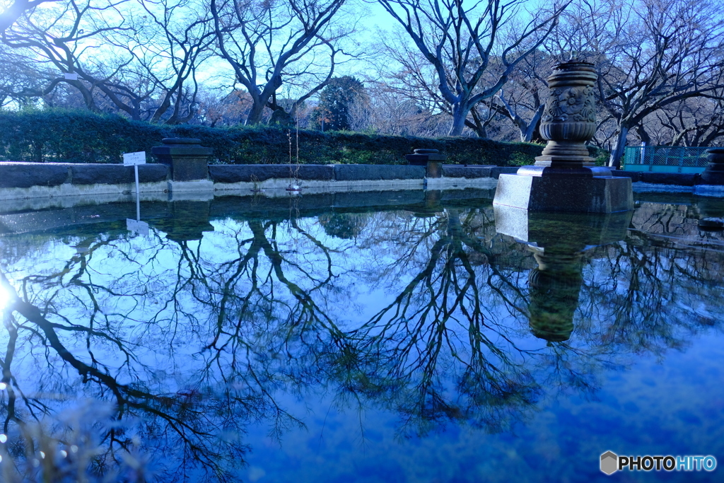 水面に映る冬の樹