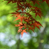 神社の朱