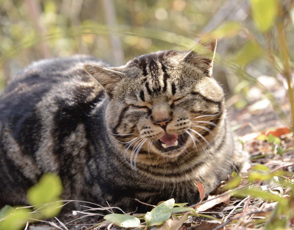 うずくまる