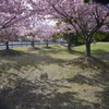 木陰