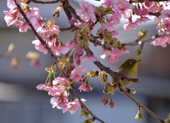 河津桜　サクジロー