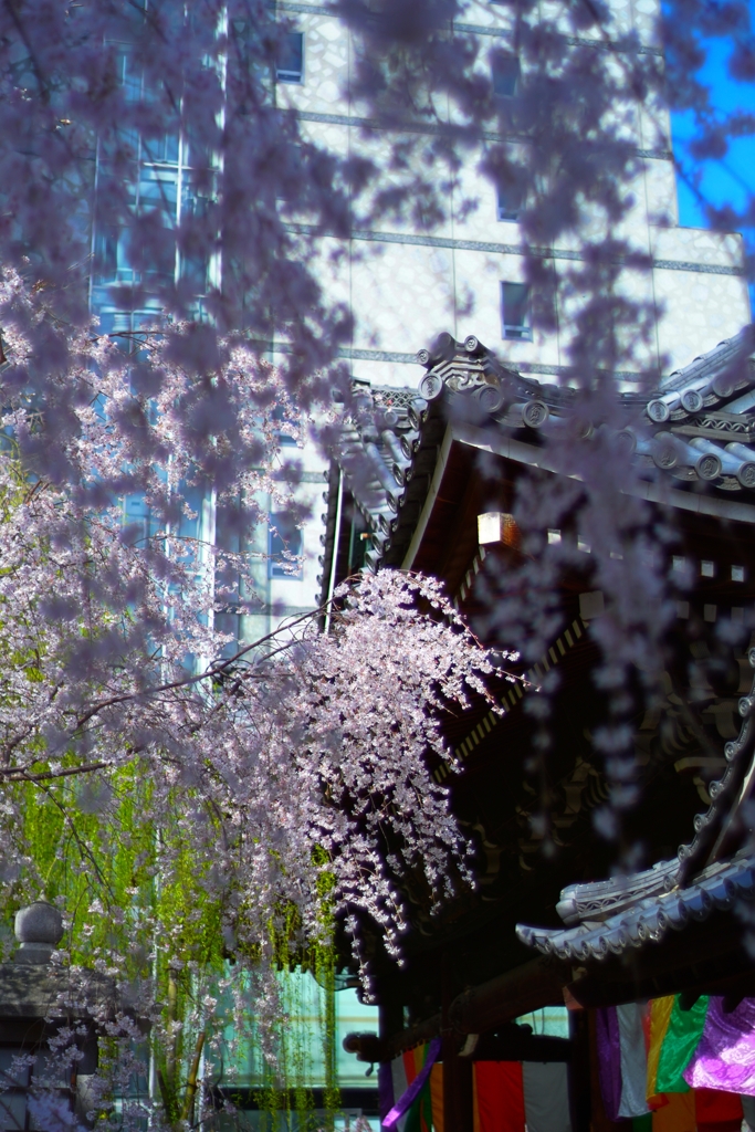 お堂と桜〜六角堂