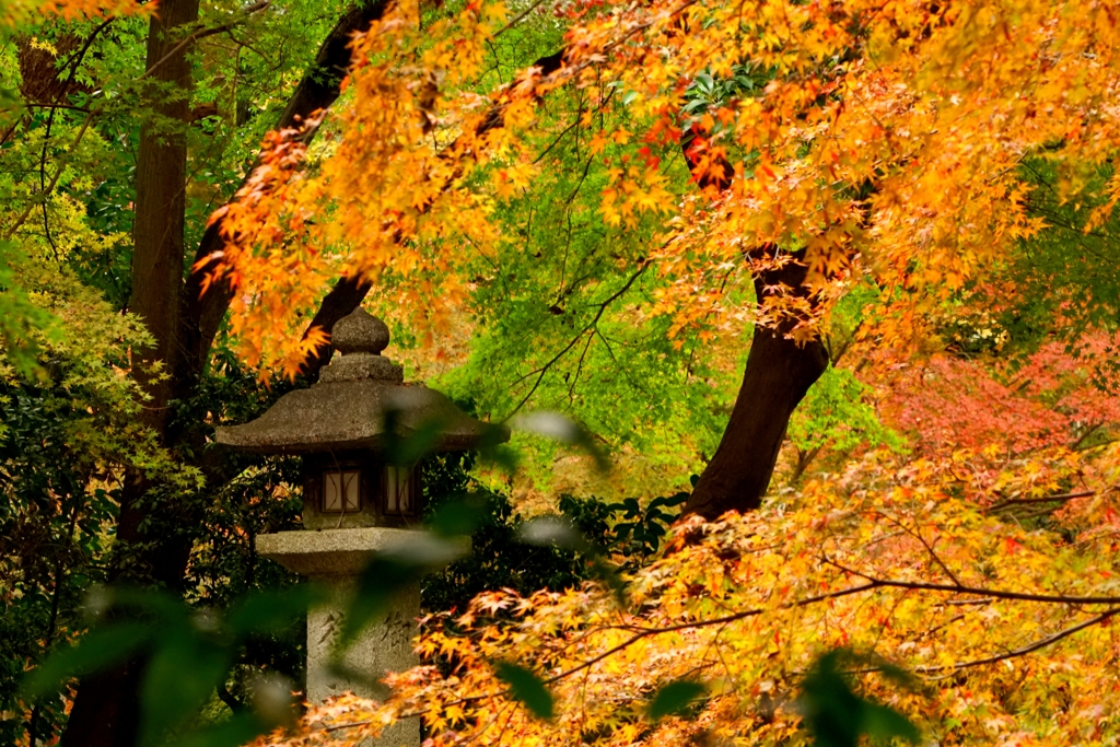 癒しの空間〜糺の森