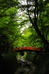 青もみじと太鼓橋②〜北野天満宮