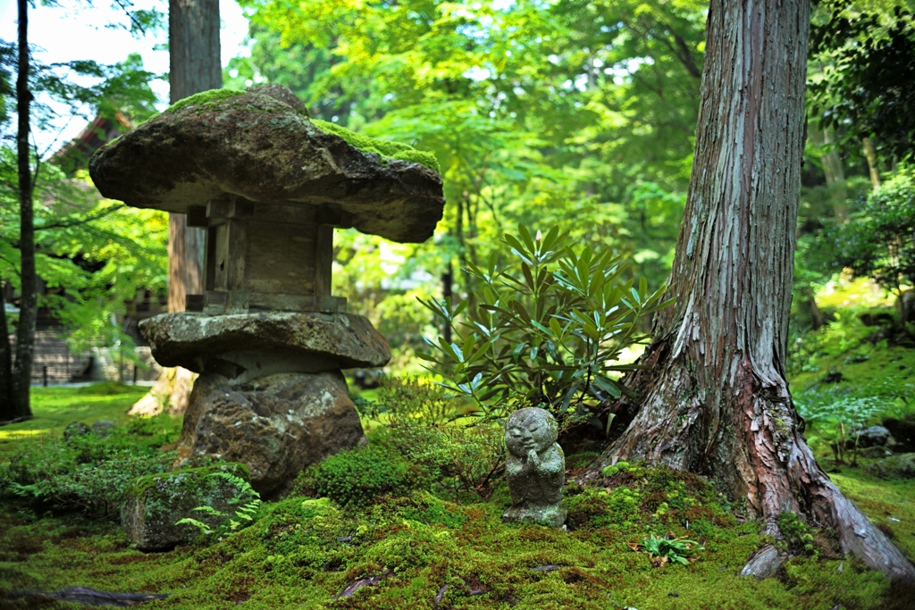 日本庭園〜三千院②