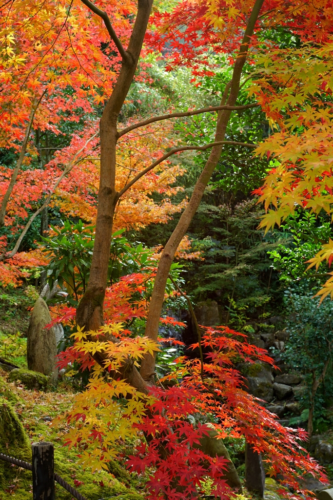 2021年の紅葉〜永観堂①