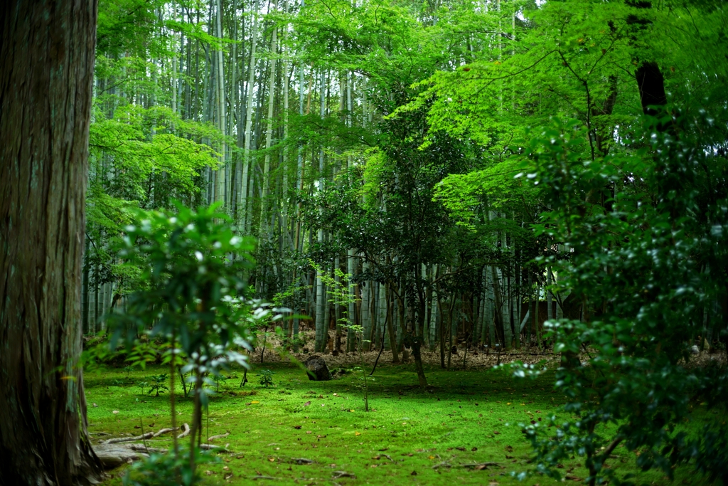 日本庭園〜地蔵院
