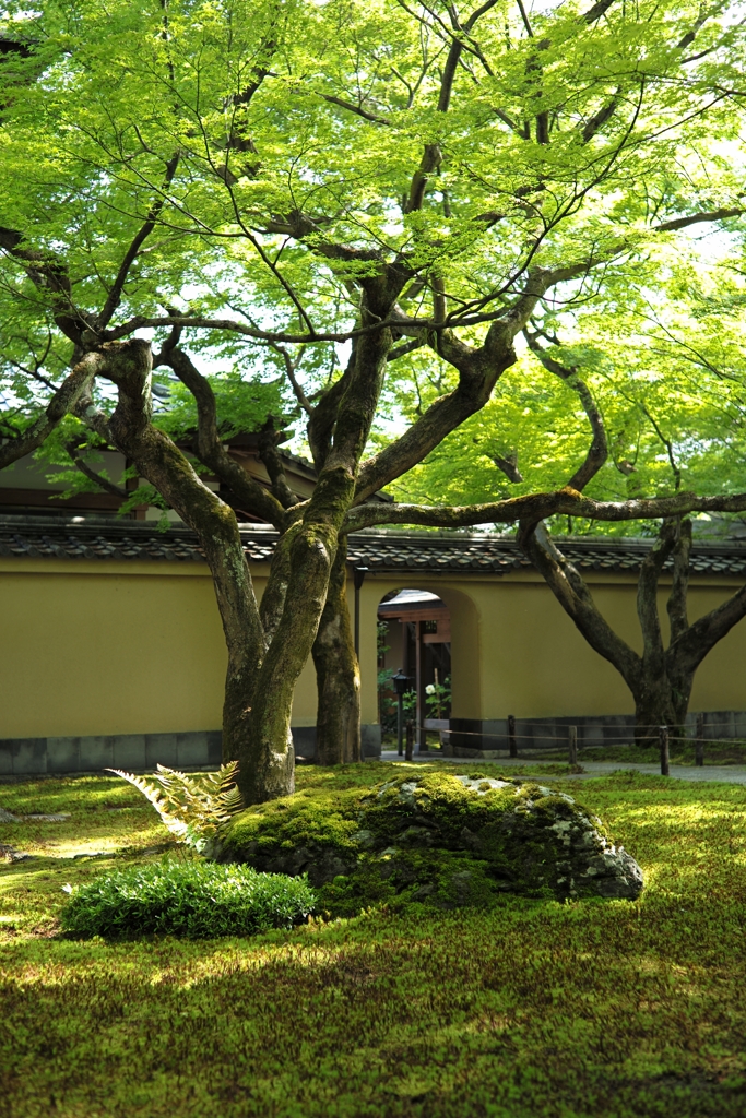 青紅葉〜黄梅院