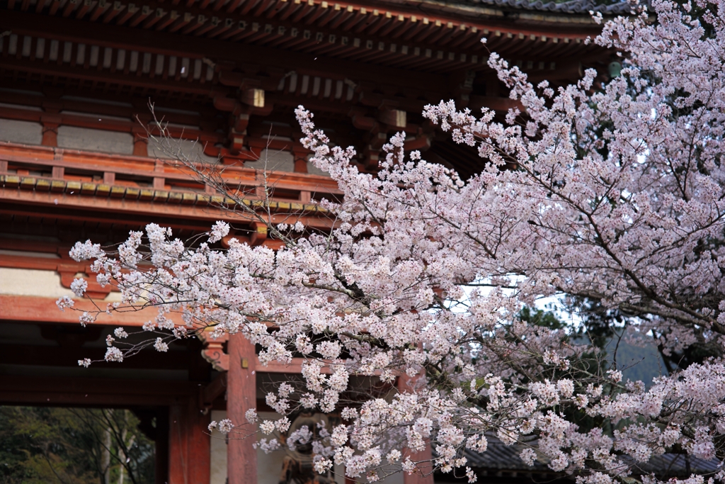 醍醐寺の花見