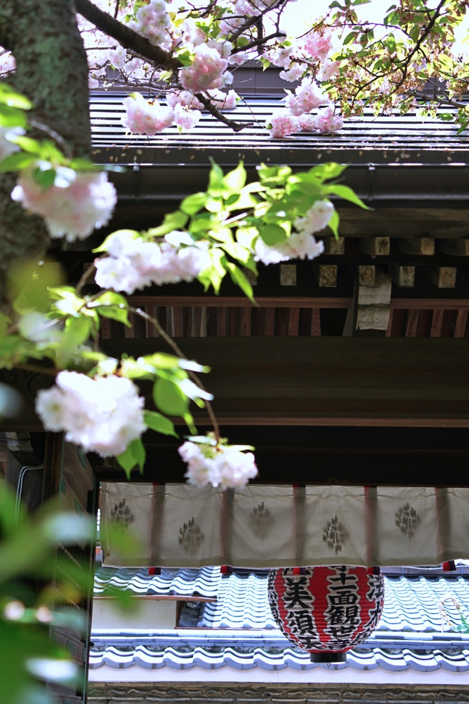 遅咲きの桜〜雨宝院