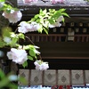 遅咲きの桜〜雨宝院