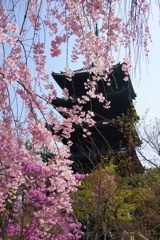 五重塔としだれ桜〜仁和寺