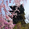 五重塔としだれ桜〜仁和寺